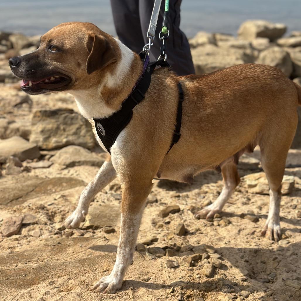 Enlarge Teetee, a Adoptable Mixed Breed in Corbin, KY image 4/6