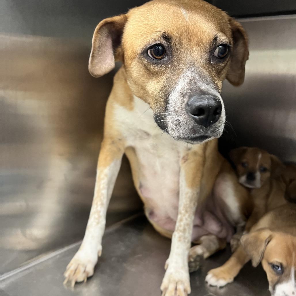 Enlarge Teetee, a Adoptable Mixed Breed in Corbin, KY image 5/6