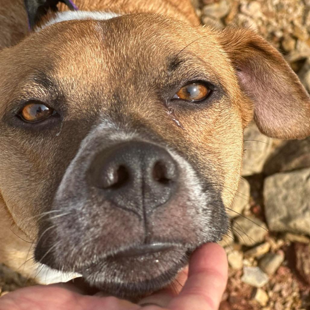 Enlarge Teetee, a Adoptable Mixed Breed in Corbin, KY image 6/6