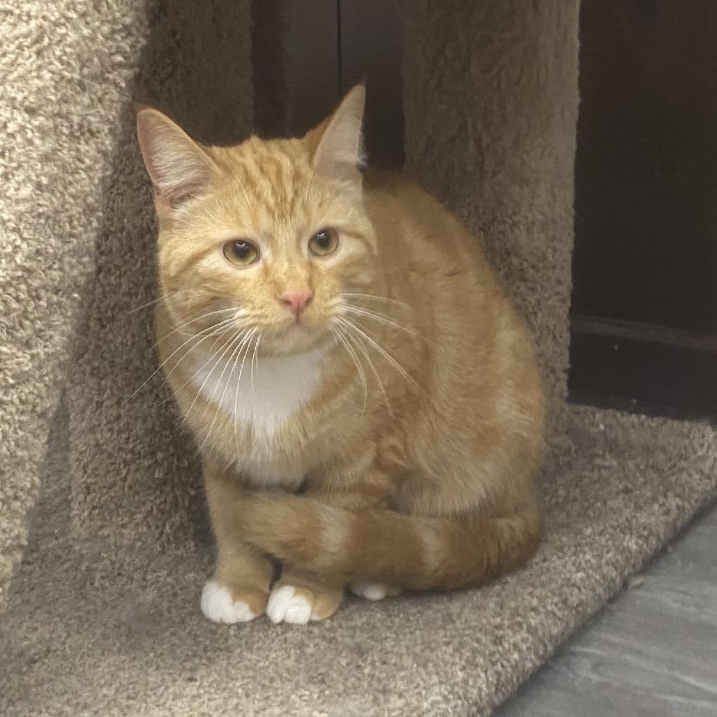 Enlarge Felix, a Adoptable Domestic Medium Hair in Union, MO image 1/1