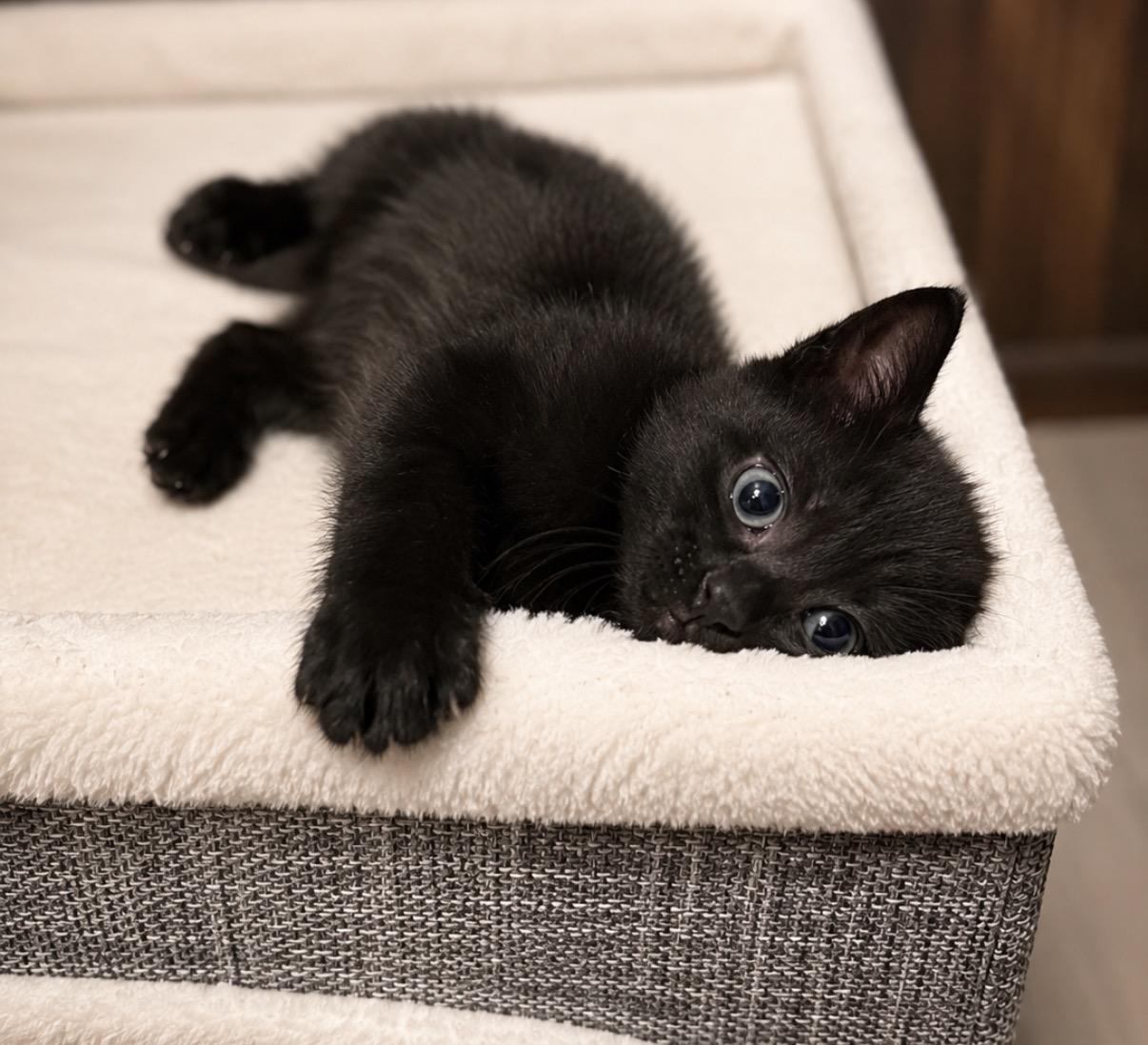 Tilly, adopted, Kitten Female Domestic Short Hair & American Shorthair.