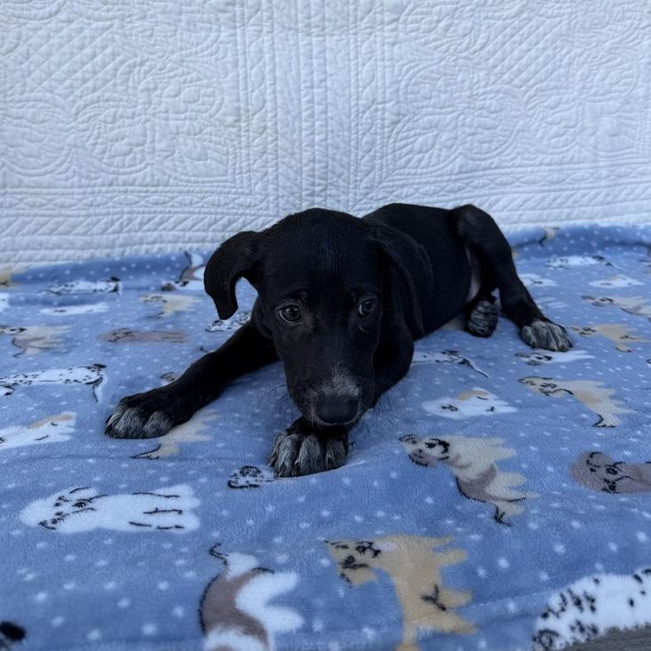 Enlarge Prank Call, a Adoptable mixed breed in Carencro, LA image 1/6