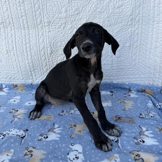 Enlarge Prank Call, a Adoptable mixed breed in Carencro, LA image 2/6