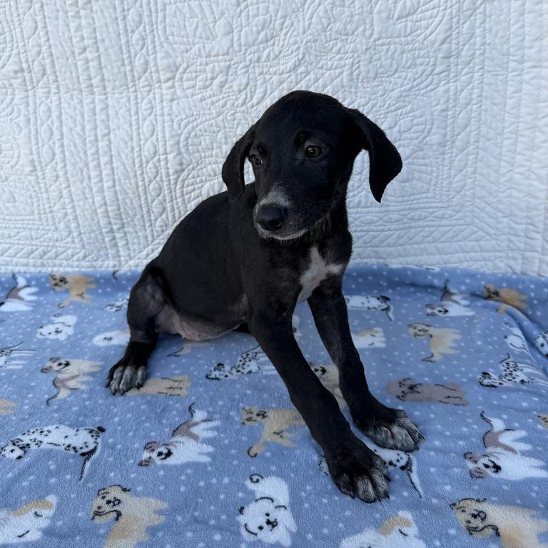 Enlarge Prank Call, a Adoptable mixed breed in Carencro, LA image 3/6