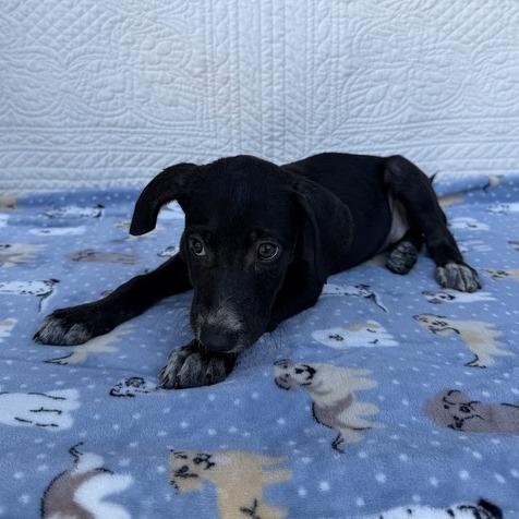 Enlarge Prank Call, a Adoptable mixed breed in Carencro, LA image 4/6