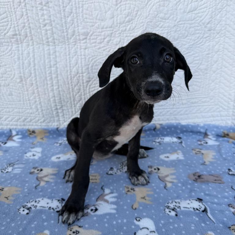 Enlarge Prank Call, a Adoptable mixed breed in Carencro, LA image 5/6