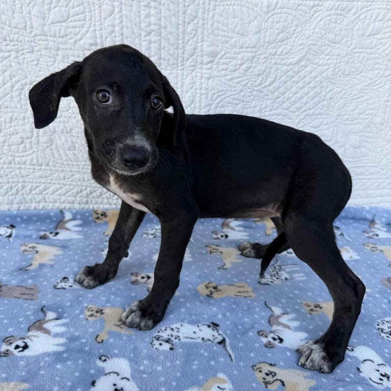 Enlarge Prank Call, a Adoptable mixed breed in Carencro, LA image 6/6