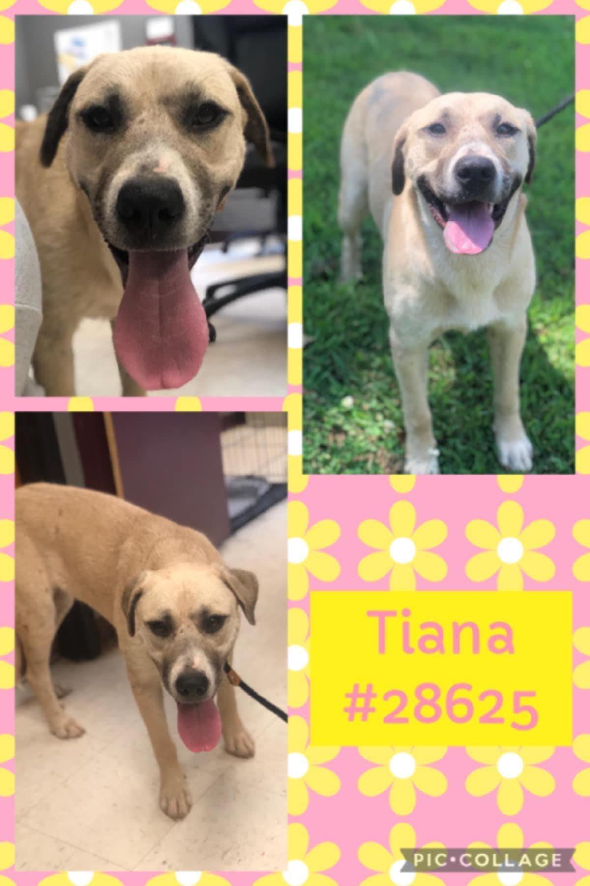 Tiana, Young Female unknown