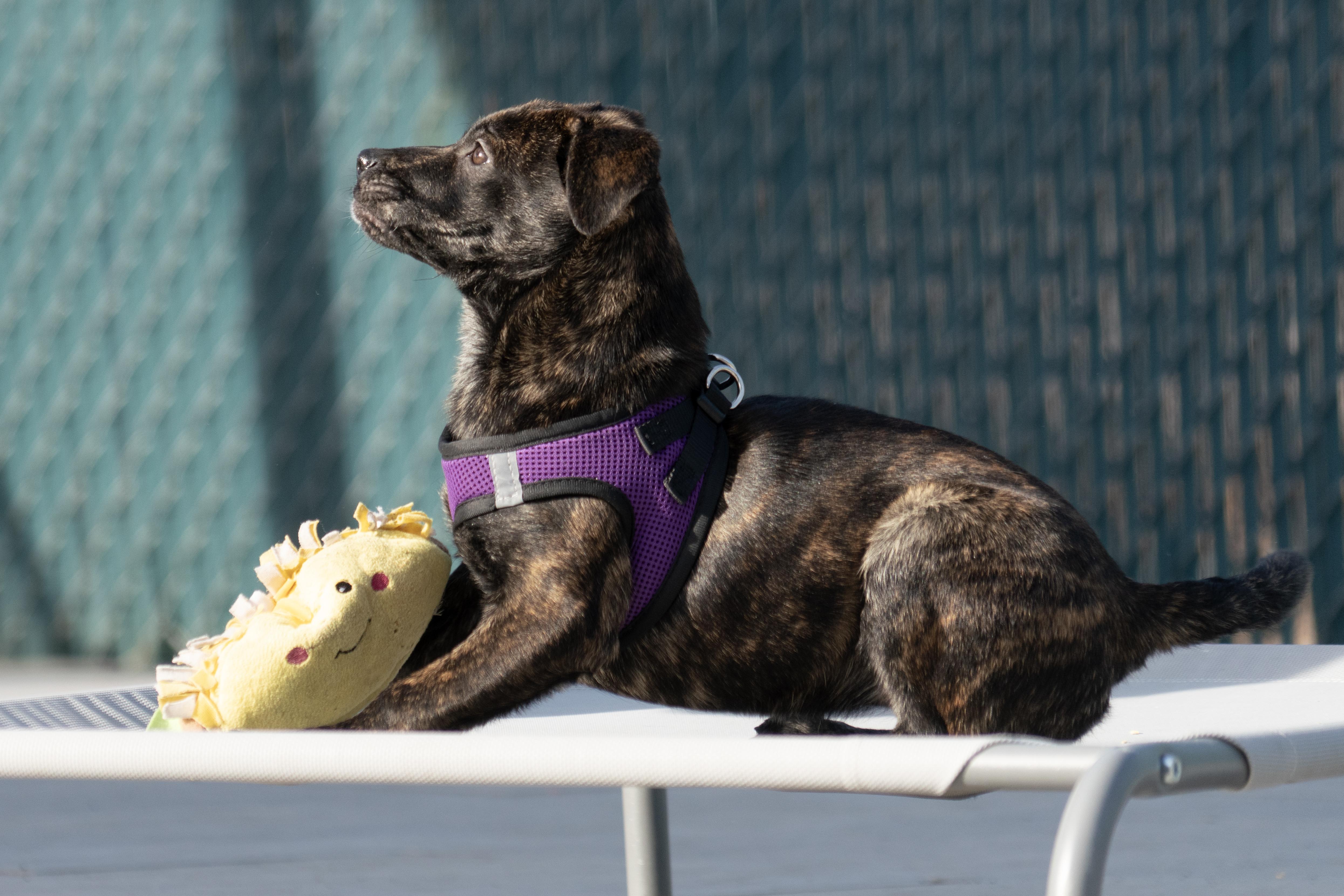 Sugar Cookie thumbnail 2