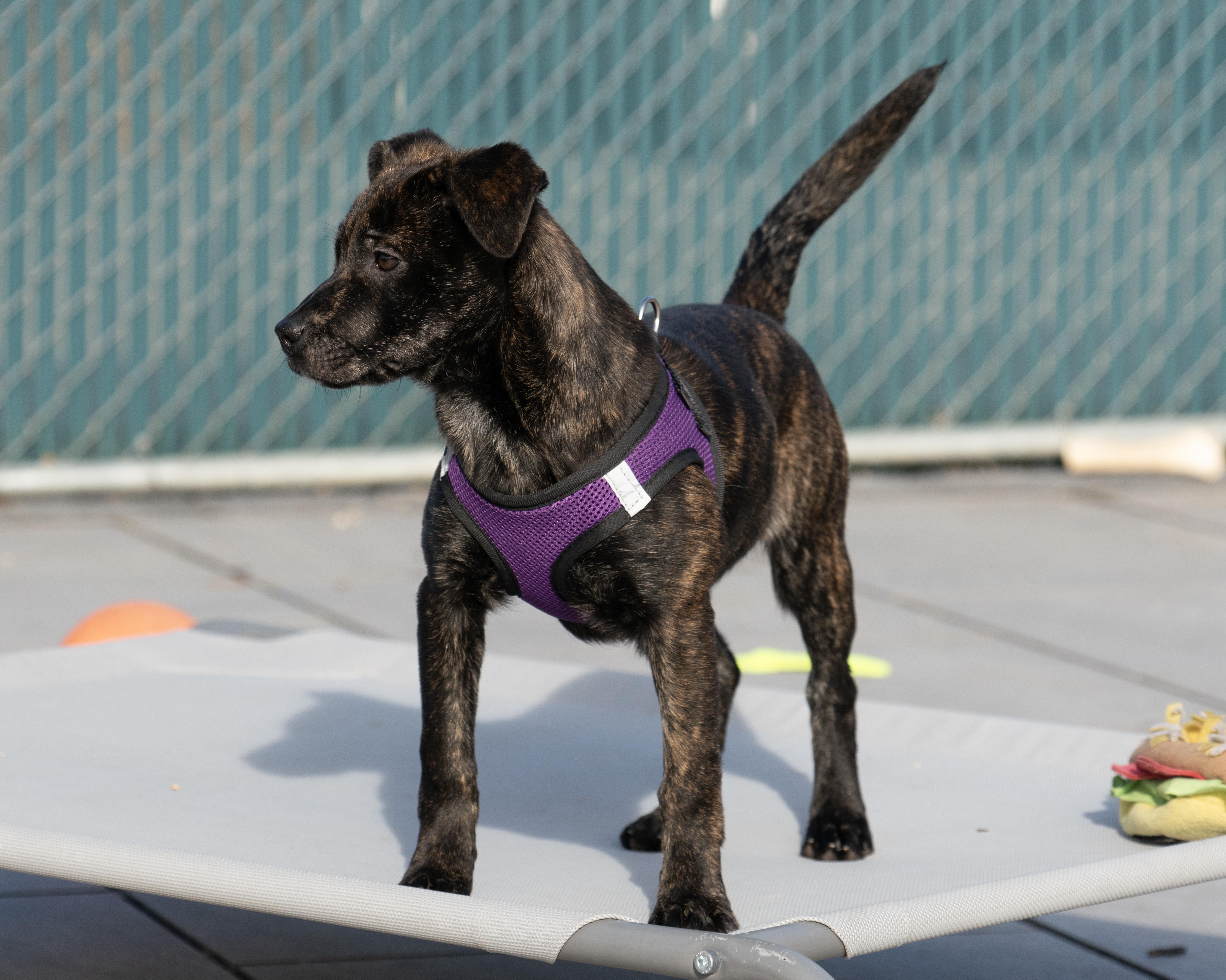 Sugar Cookie thumbnail 3