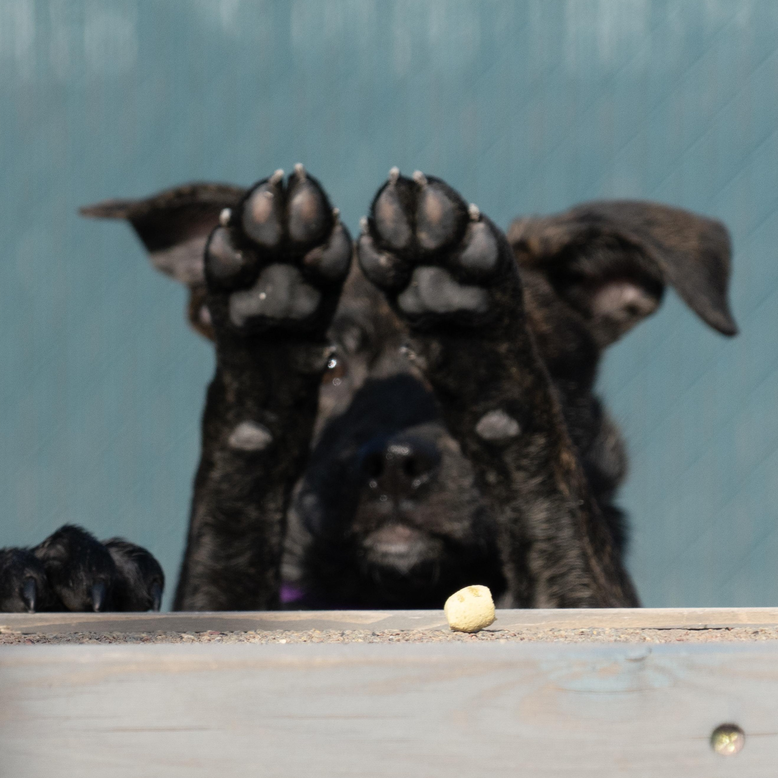 Sugar Cookie thumbnail 4