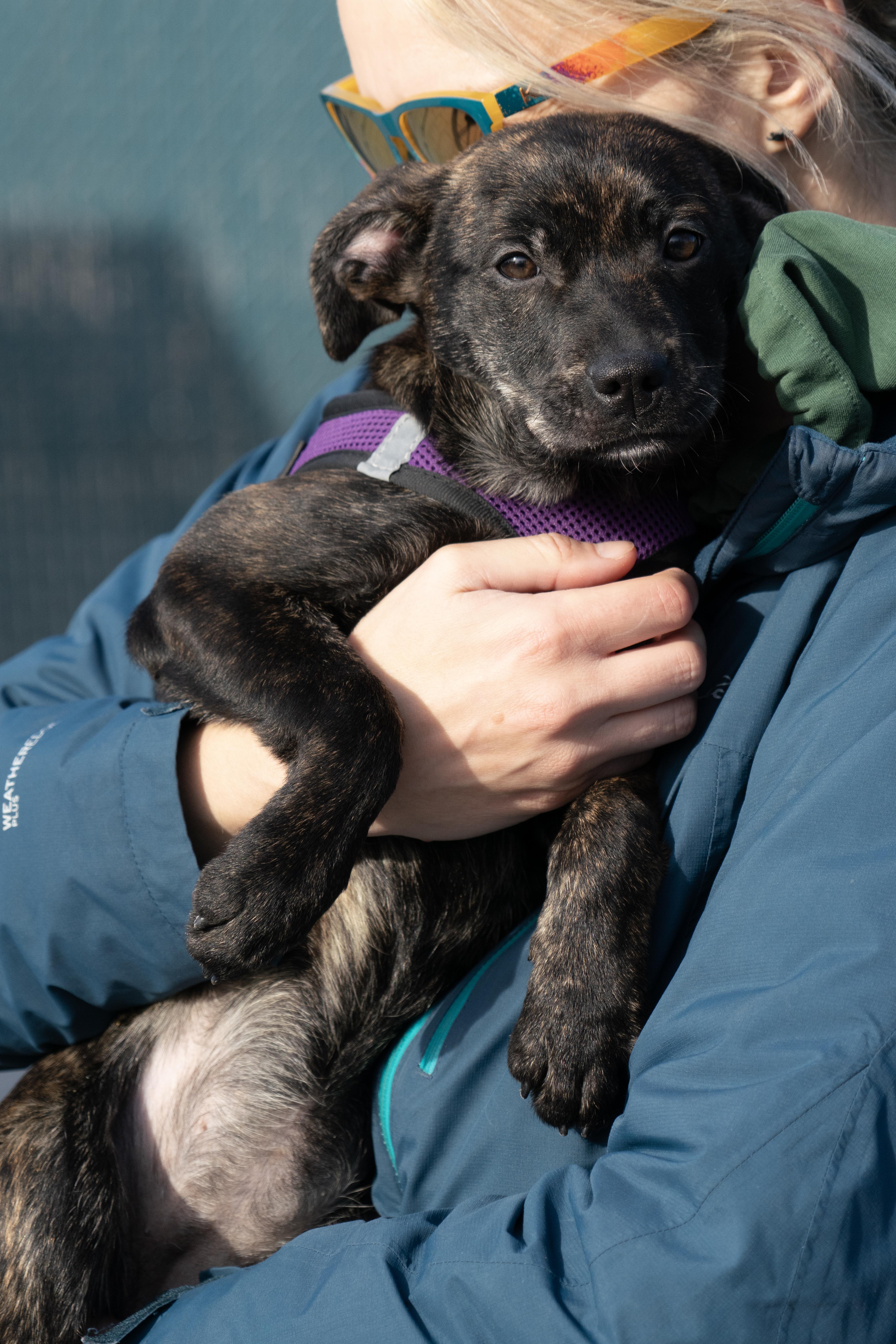 Sugar Cookie thumbnail 5