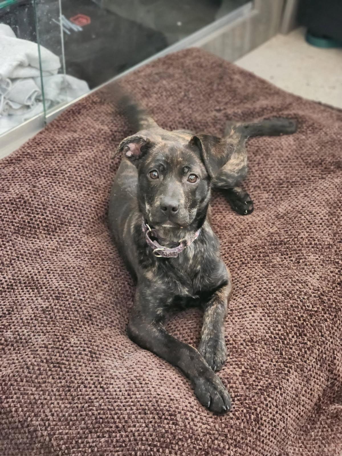 Sugar Cookie thumbnail 6