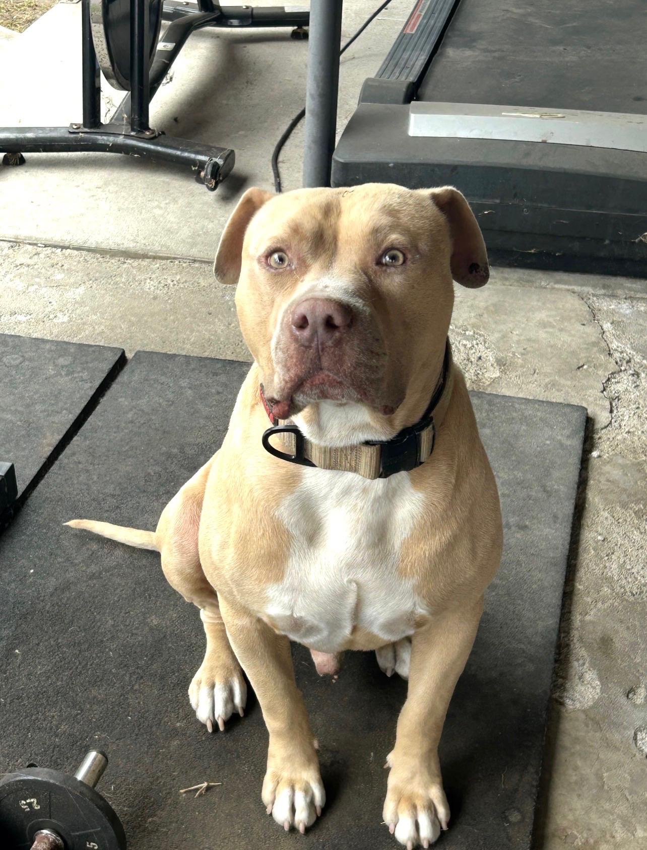 Enlarge Dash, a ADOPTABLE mixed breed in Huntington Beach, CA image 3/4