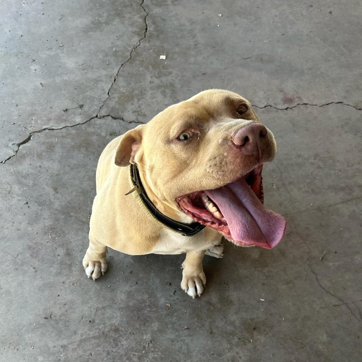 Enlarge Dash, a ADOPTABLE mixed breed in Huntington Beach, CA image 2/4