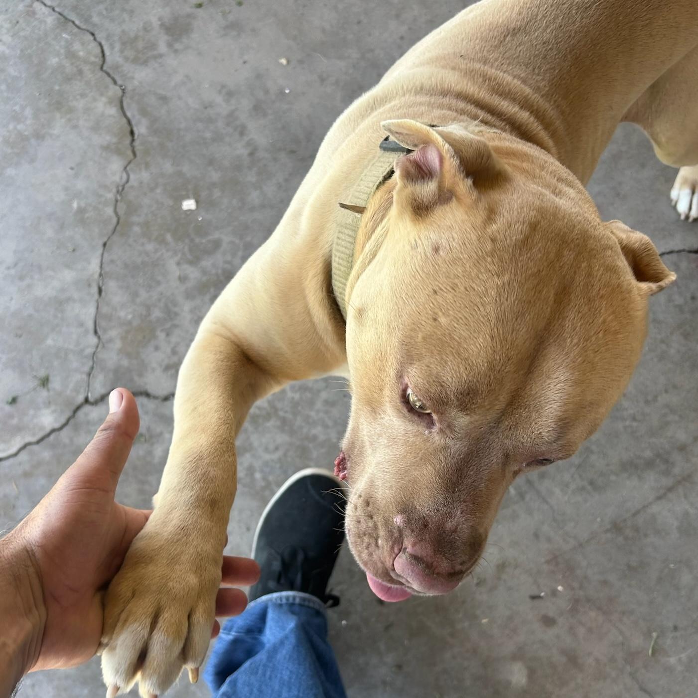 Enlarge Dash, a ADOPTABLE mixed breed in Huntington Beach, CA image 4/4