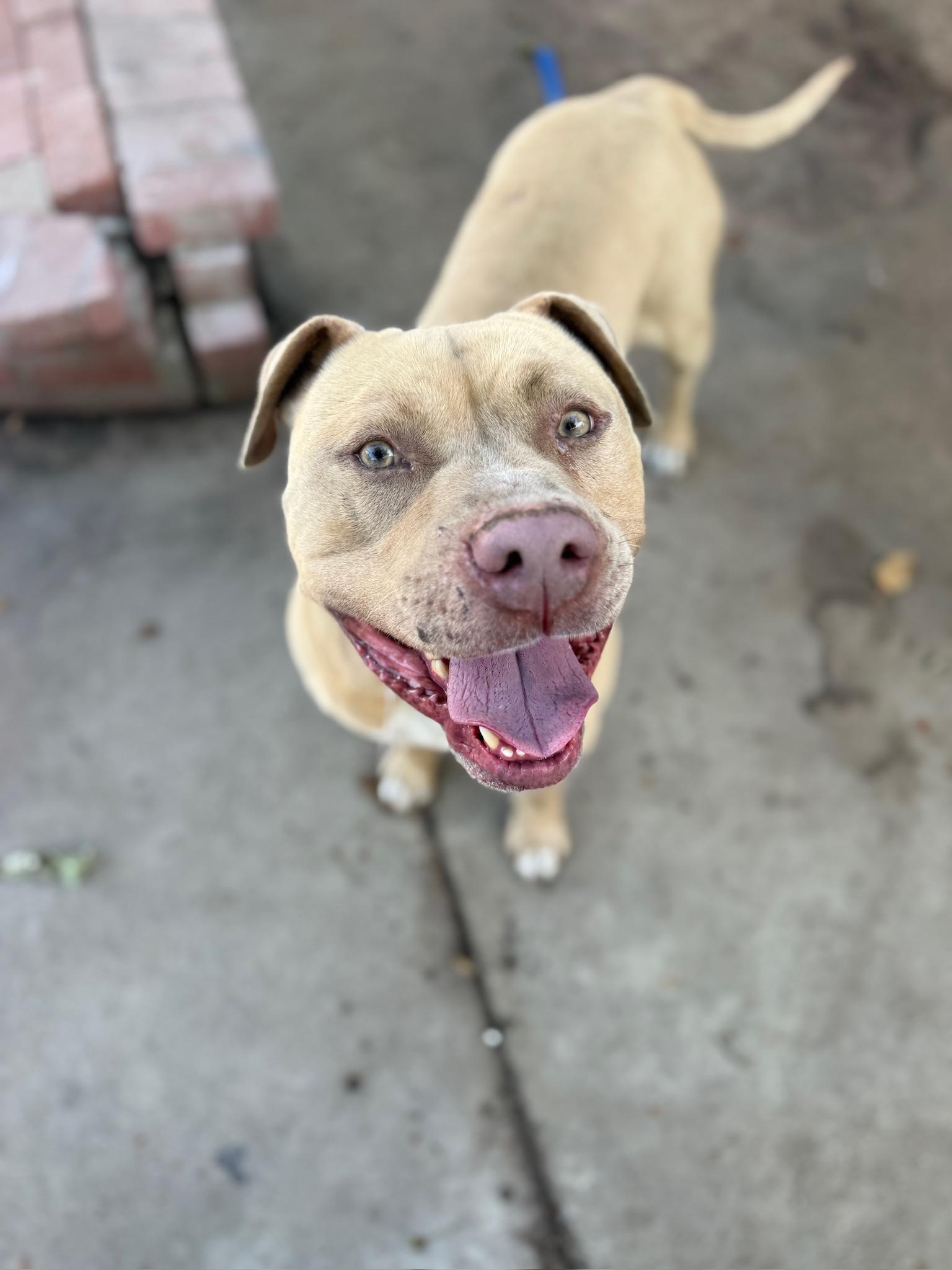 Dash, ADOPTABLE, Young Male Yellow Labrador Retriever & American Bulldog.