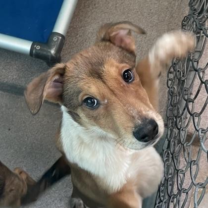 Flurry, ADOPTABLE, Young Female Australian Cattle Dog / Blue Heeler.