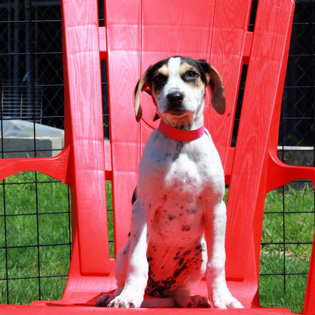 Enlarge CT Shania, a Adoptable mixed breed in Eastford, CT image 1/3