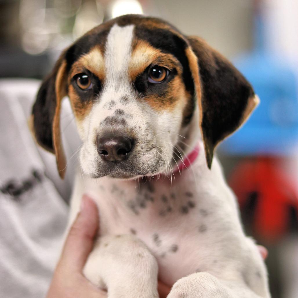 Enlarge CT Shania, a Adoptable mixed breed in Eastford, CT image 2/3