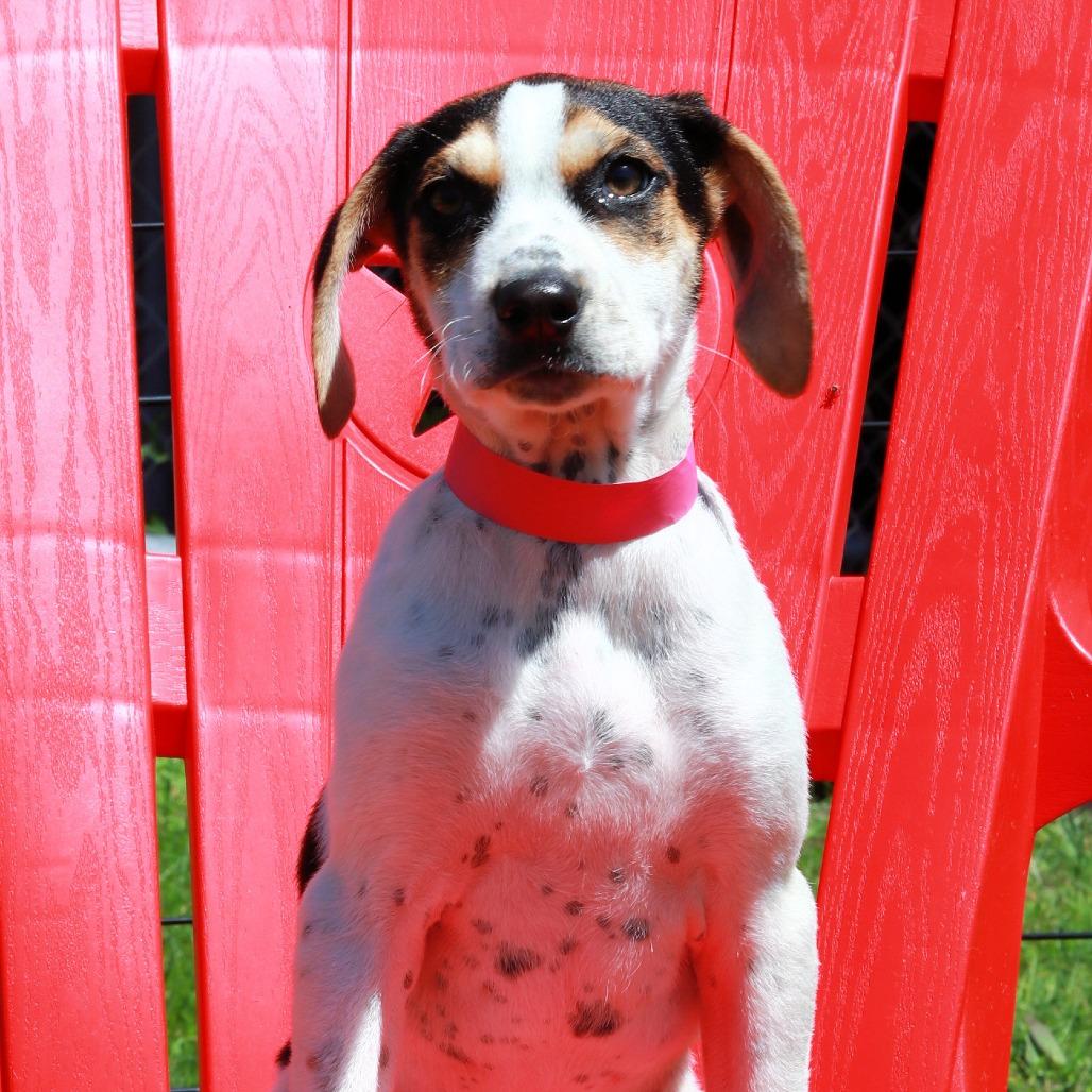 Enlarge CT Shania, a Adoptable mixed breed in Eastford, CT image 3/3