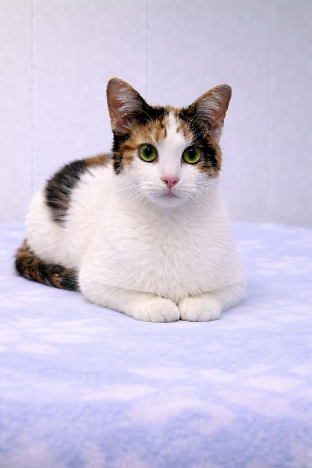 Enlarge Fauna (PetSmart Winchester Rd. Memphis, TN), an adopted Calico in Millington, TN image 1/1