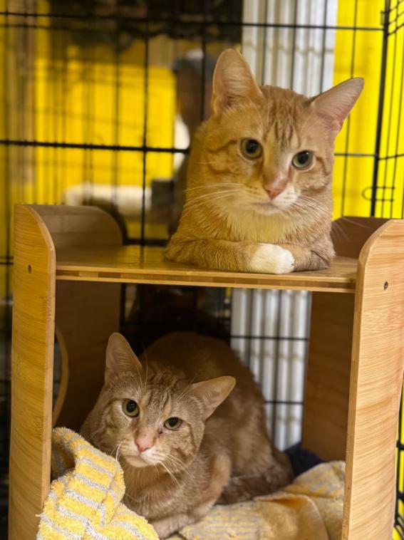Royce, Young Male Domestic Short Hair