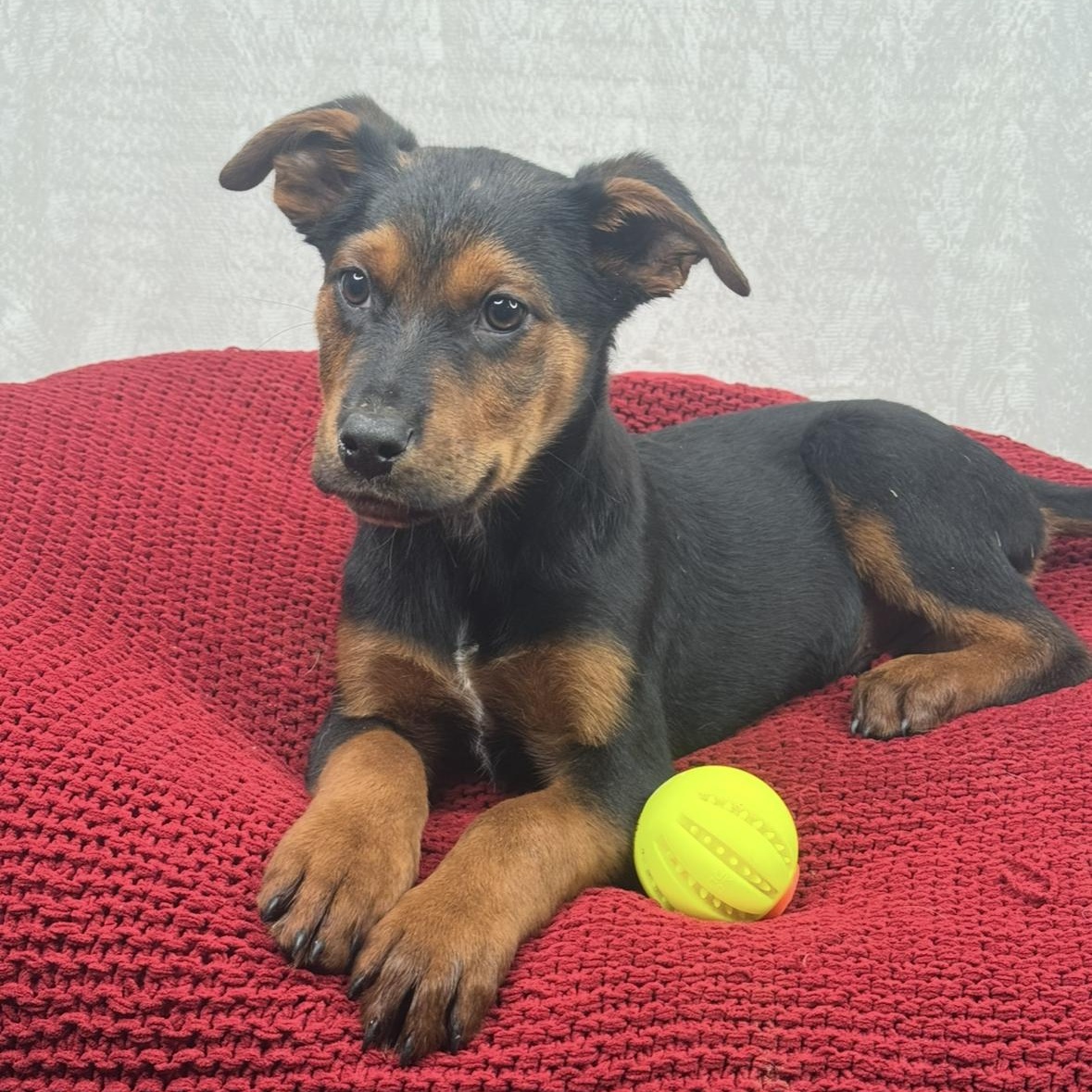 Silas, Adoptable, Puppy Male Rottweiler & Coonhound.