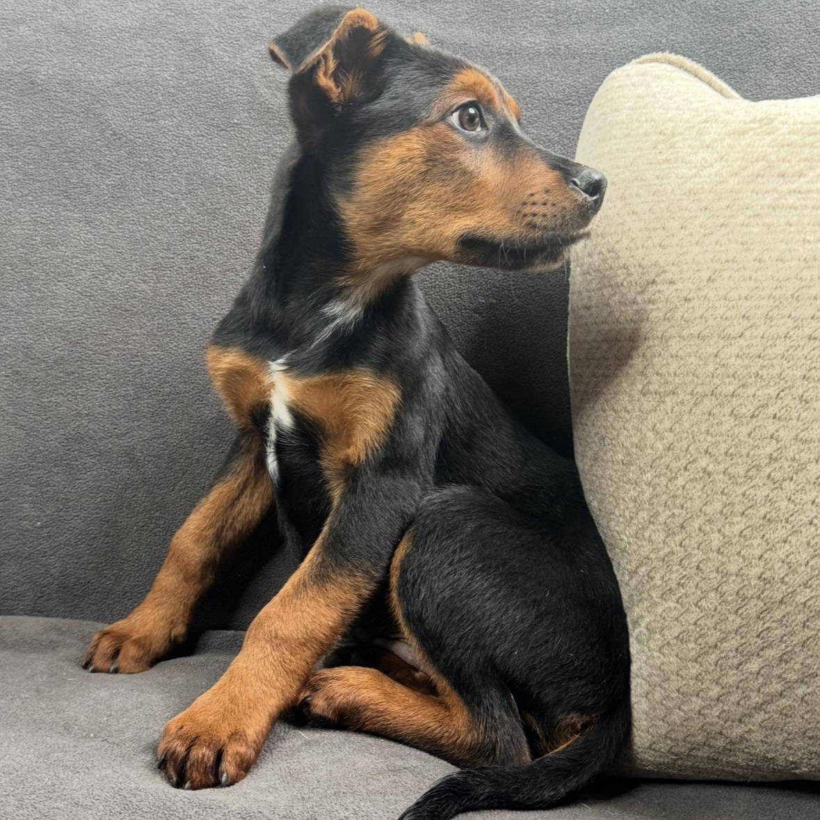 Enlarge Silas, a Adoptable mixed breed in Bloomington, IL image 5/6