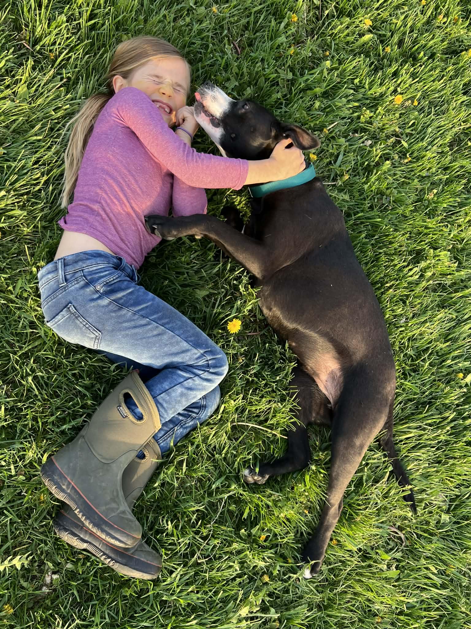 Enlarge CASHMERE - COURTESY POST, a ADOPTABLE mixed breed in Sheboygan, WI image 3/5