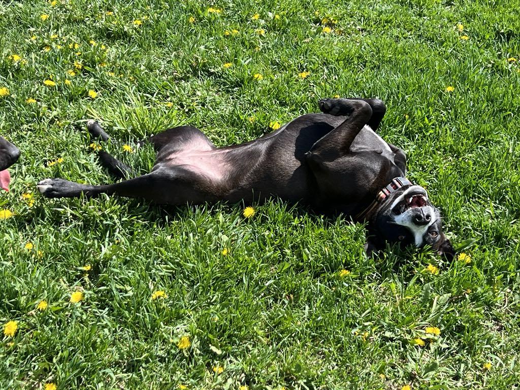 Enlarge CASHMERE - COURTESY POST, a ADOPTABLE mixed breed in Sheboygan, WI image 2/5