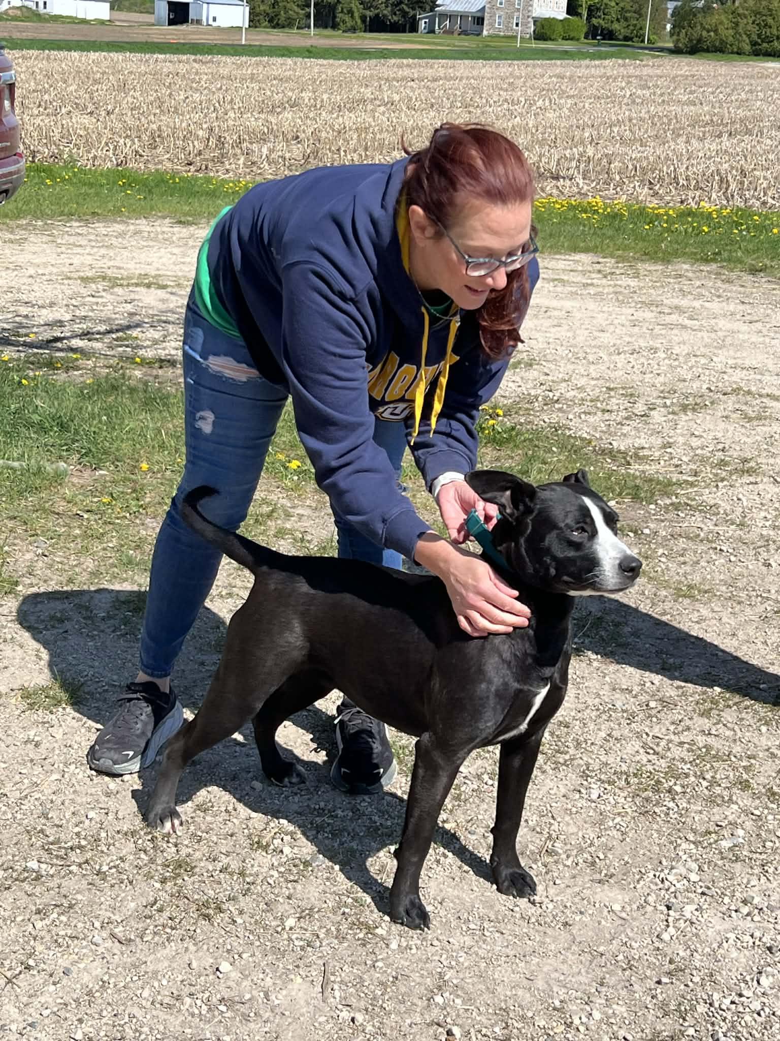 Enlarge CASHMERE - COURTESY POST, a ADOPTABLE mixed breed in Sheboygan, WI image 5/5