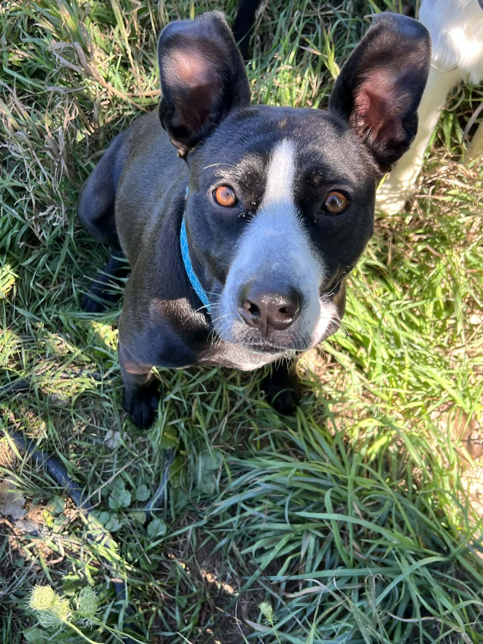 Enlarge CASHMERE - COURTESY POST, a ADOPTABLE mixed breed in Sheboygan, WI image 1/5