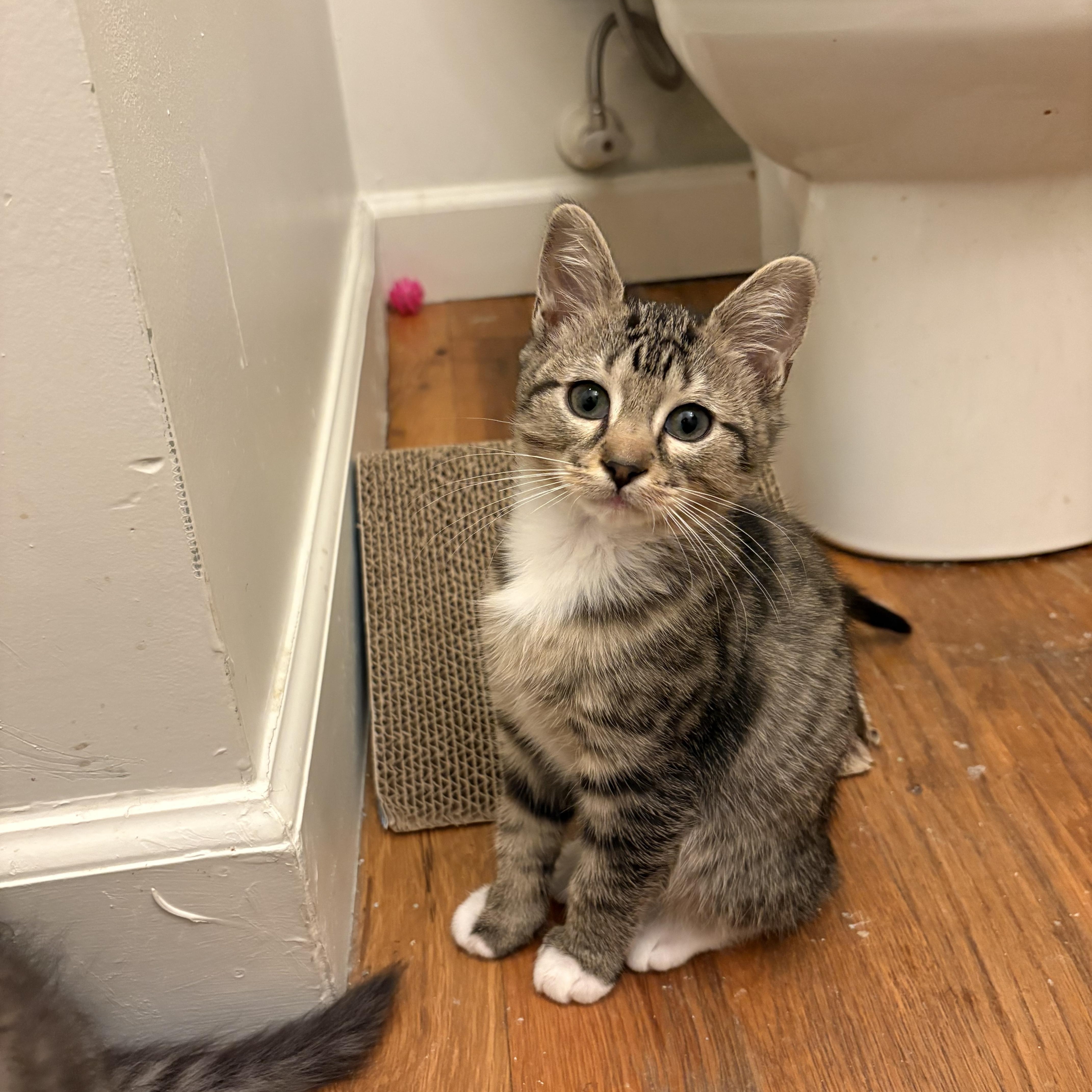Dutch Elm Disease - Athens, GA, a ADOPTABLE Domestic Short Hair in Athens, GA image 3/4
