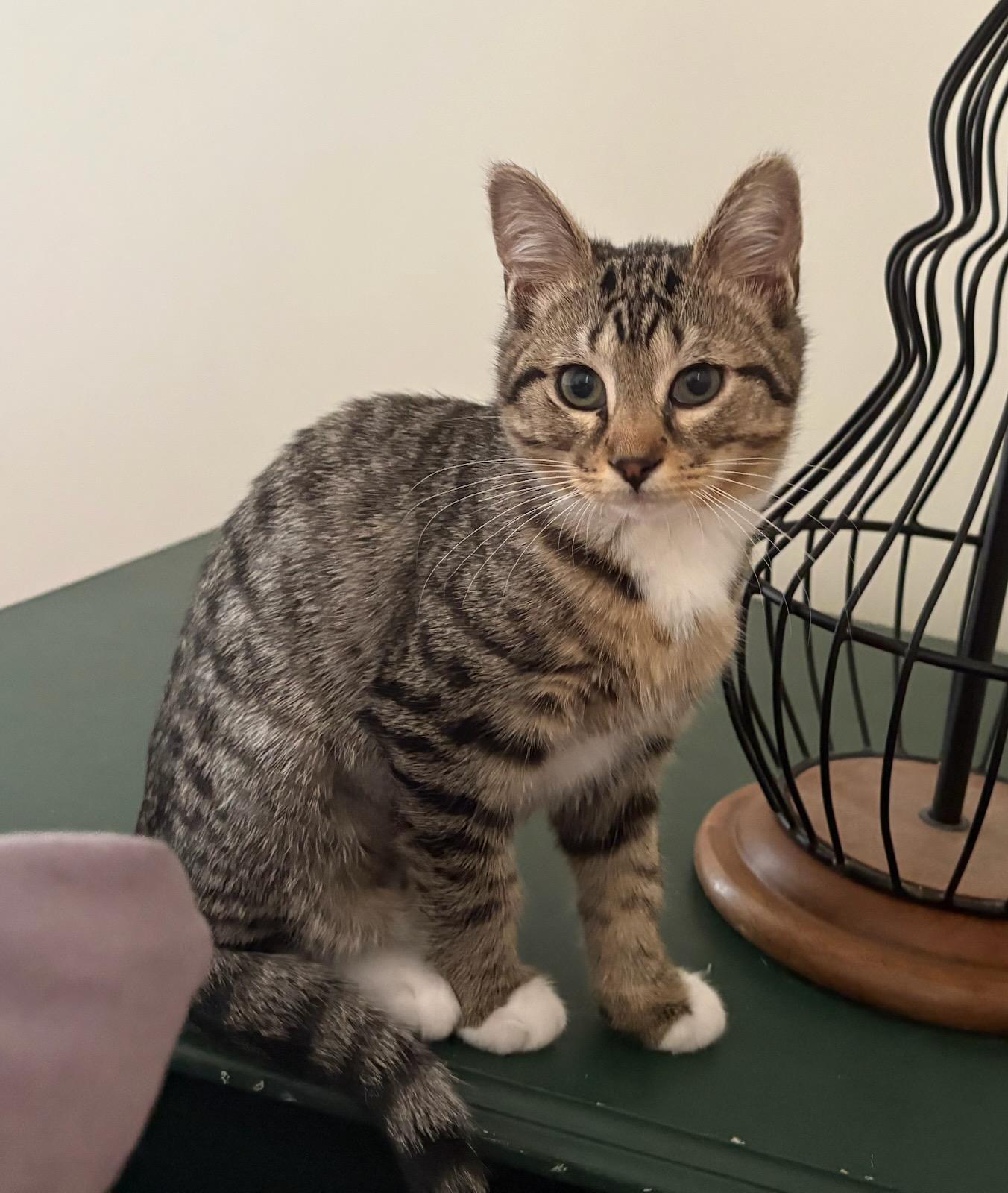 Dutch Elm Disease - Athens, GA, ADOPTABLE, Kitten Female Domestic Short Hair.