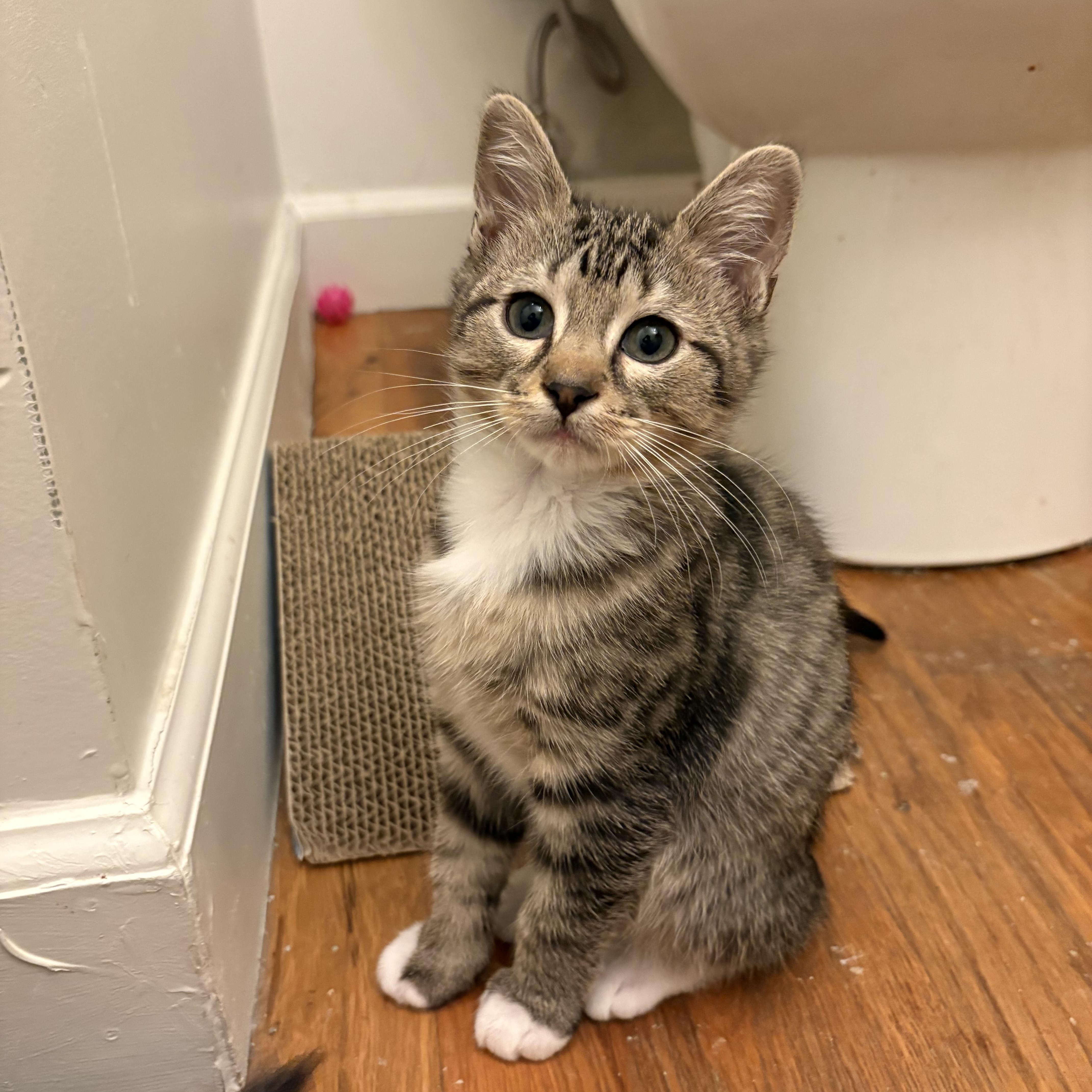 Dutch Elm Disease - Athens, GA, a ADOPTABLE Domestic Short Hair in Athens, GA image 2/4