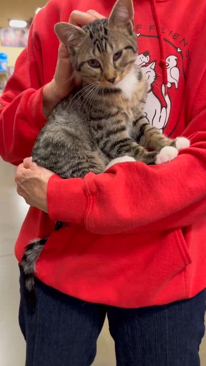 Enlarge Dutch Elm Disease - Athens, GA, a ADOPTABLE Domestic Short Hair in Athens, GA video 4/4