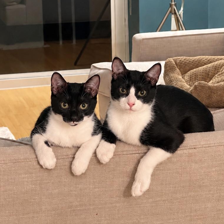 Batman and Robin (bonded brothers), Adopted, Kitten Male Domestic Short Hair.