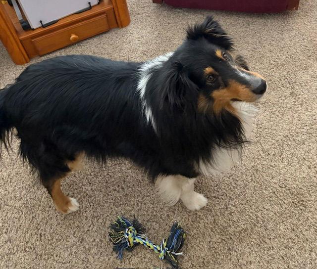 Thor, Adoptable, Young Male Shetland Sheepdog / Sheltie.
