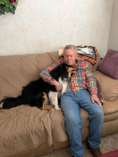 Thor, a Adoptable Shetland Sheepdog / Sheltie in Pueblo West, CO image 2/3