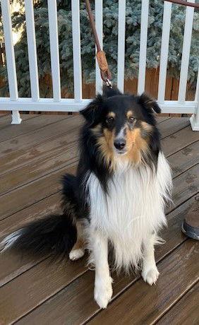 Thor, a Adoptable Shetland Sheepdog / Sheltie in Pueblo West, CO image 3/3