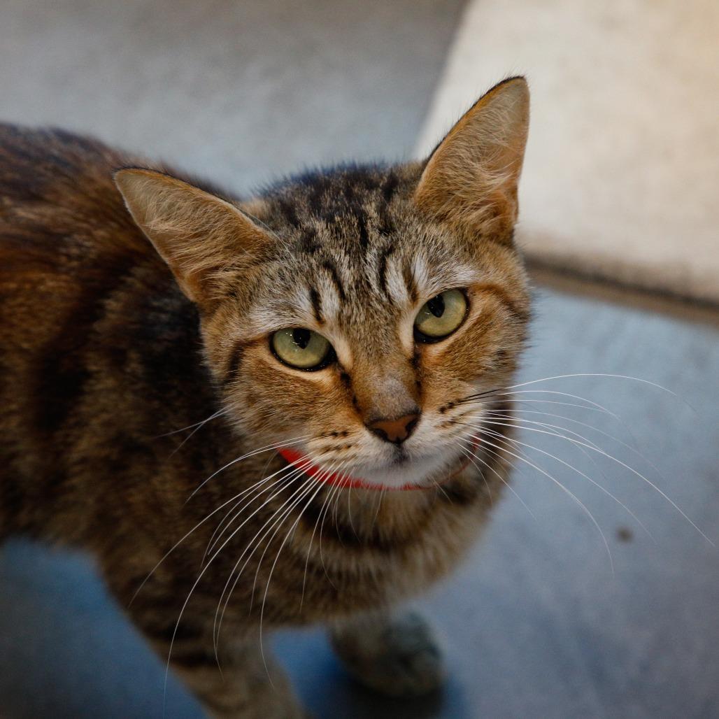 Dory, Adoptable, Adult Female Domestic Short Hair & Domestic Short Hair.
