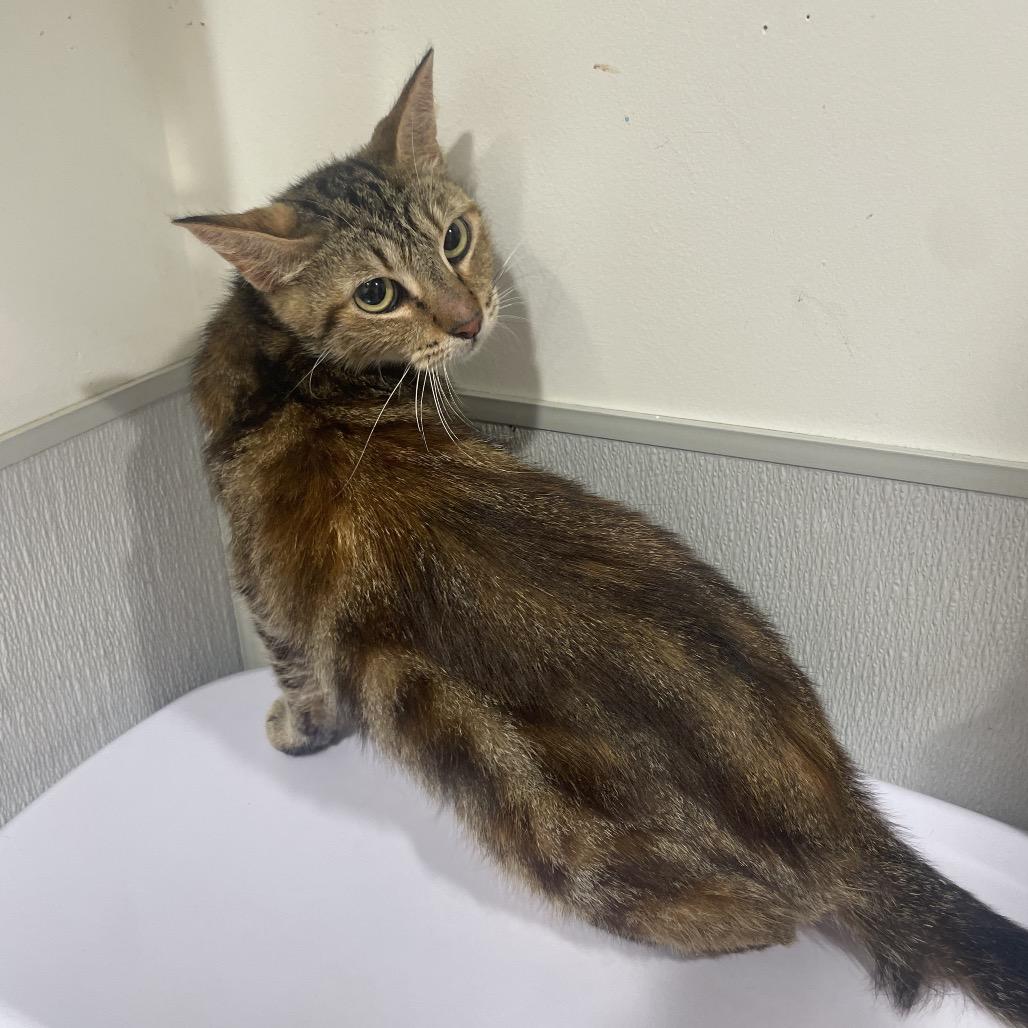 Enlarge Dory, a Adoptable mixed breed in Tampa, FL image 2/5