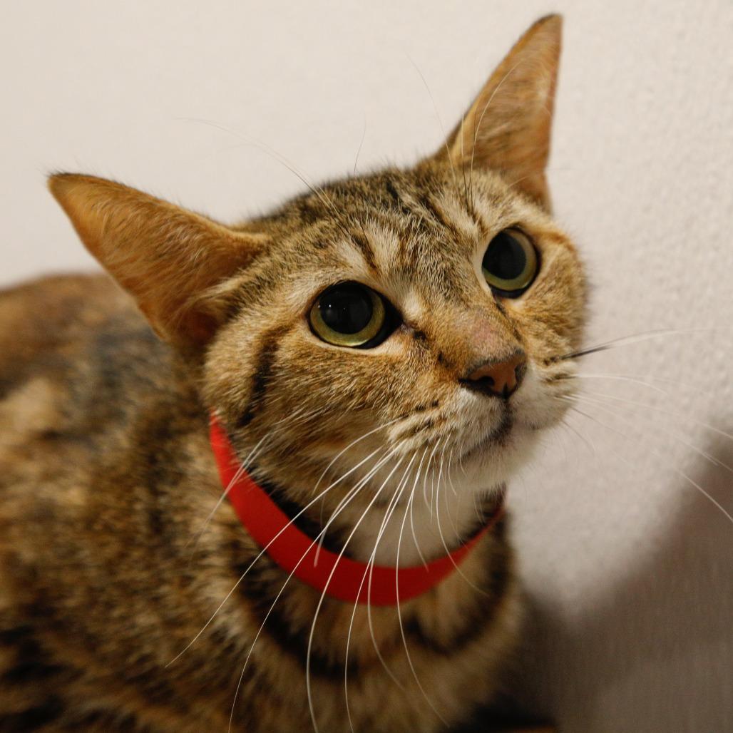 Enlarge Dory, a Adoptable mixed breed in Tampa, FL image 3/5