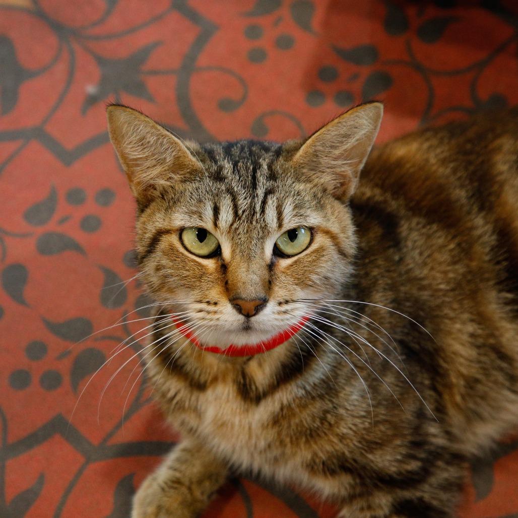 Enlarge Dory, a Adoptable mixed breed in Tampa, FL image 4/5