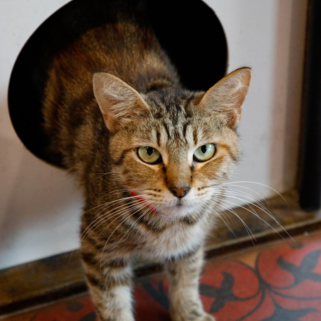Enlarge Dory, a Adoptable mixed breed in Tampa, FL image 5/5