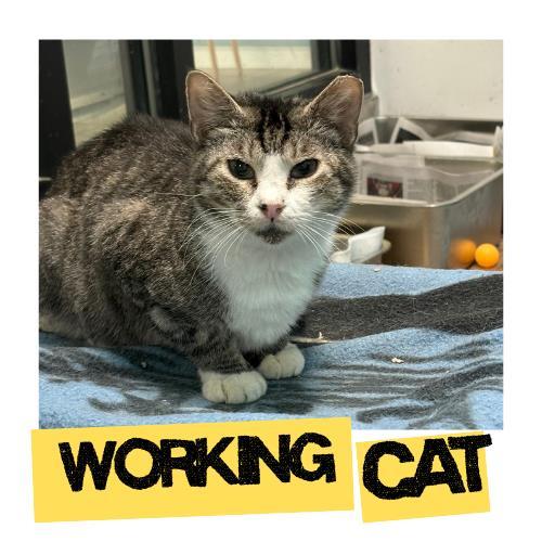 Enlarge AVA, a Adoptable Domestic Short Hair in Fort Lauderdale, FL image 1/1