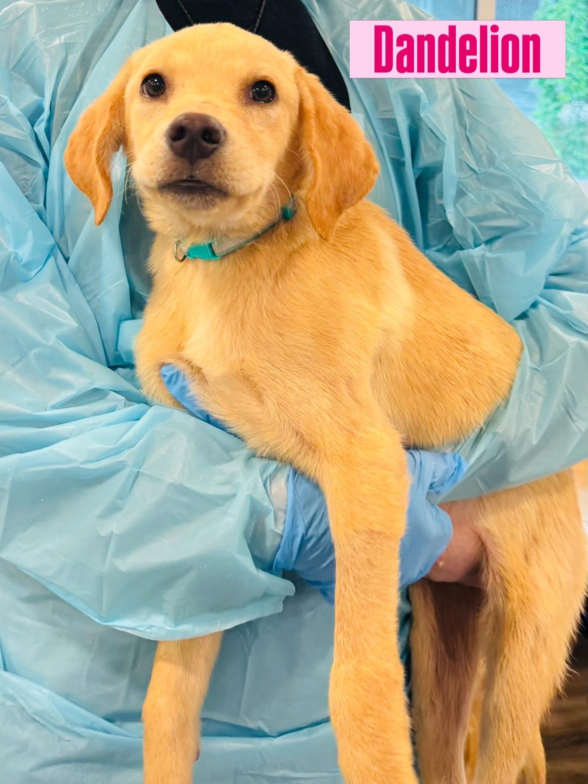 Dandelion, adopted, Puppy Female Labrador Retriever.