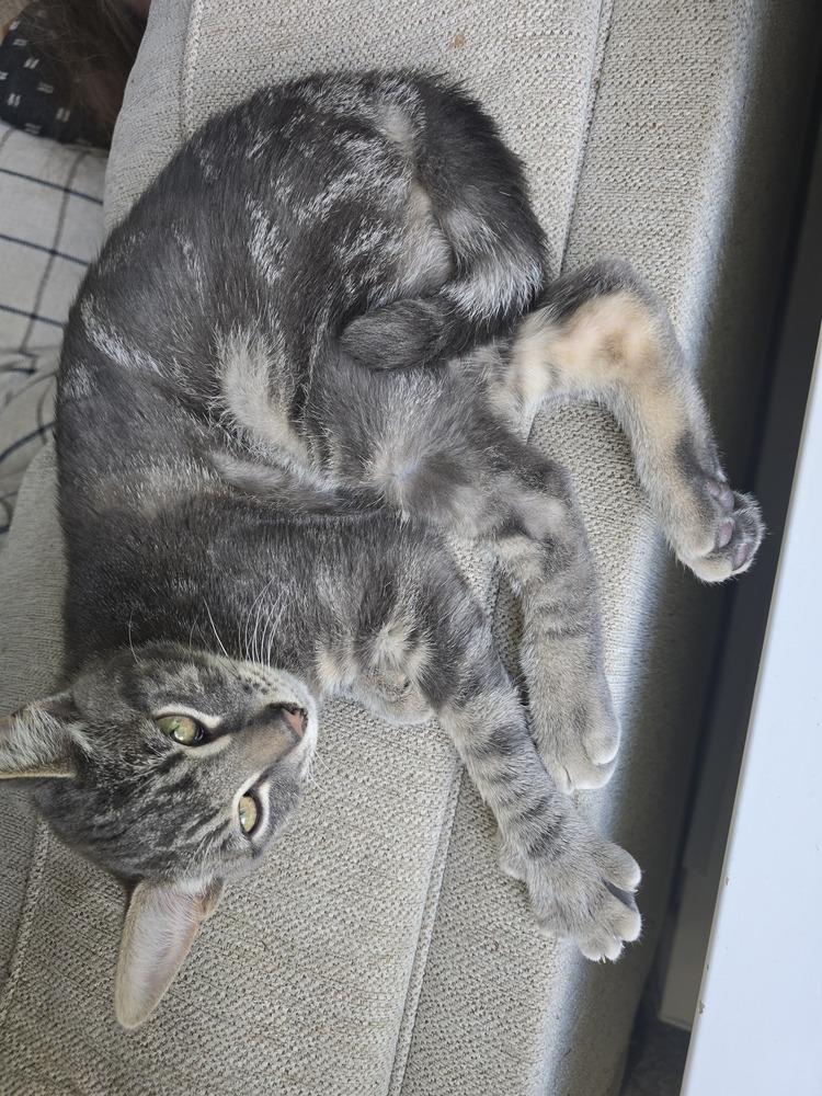 Enlarge Apawllo, a Adoptable mixed breed in Bellingham, WA image 2/3