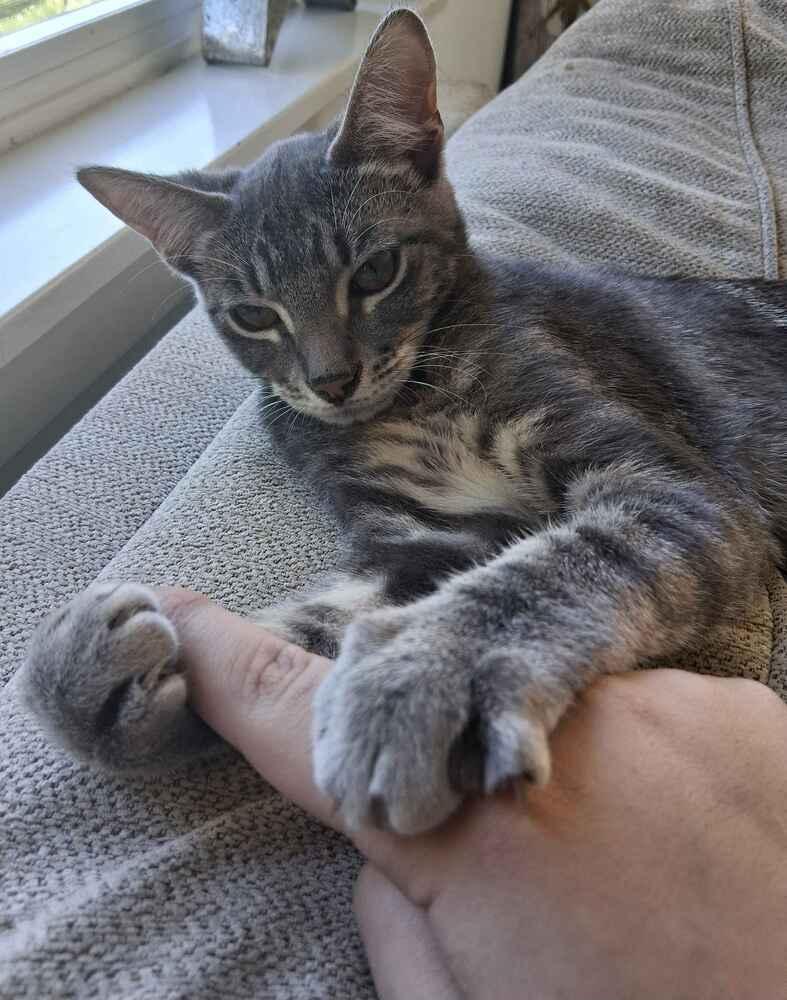 Enlarge Apawllo, a Adoptable mixed breed in Bellingham, WA image 3/3